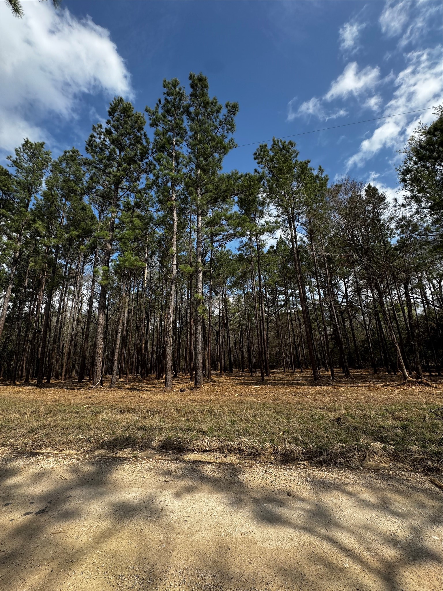 Tbd Old Israel Road Livingston, TX 77351 - Photo 4 of 13 a view of a yard with a tree