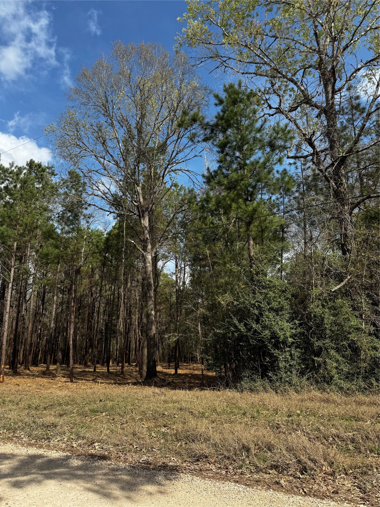 Tbd Old Israel Road Livingston, TX 77351 - Photo 5 of 13 a view of a house with a yard