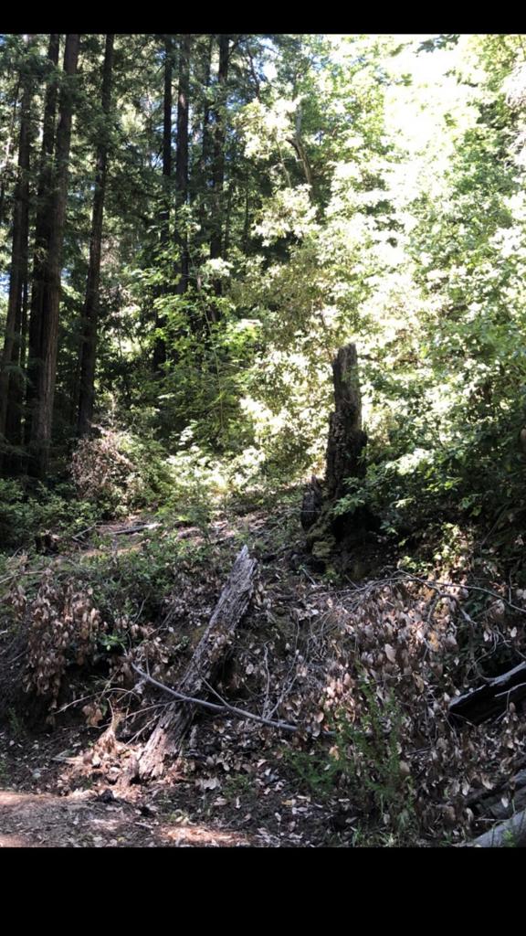 0 Visitar Street Scotts Valley, CA 95066 - Photo 2 of 5 a view of a yard