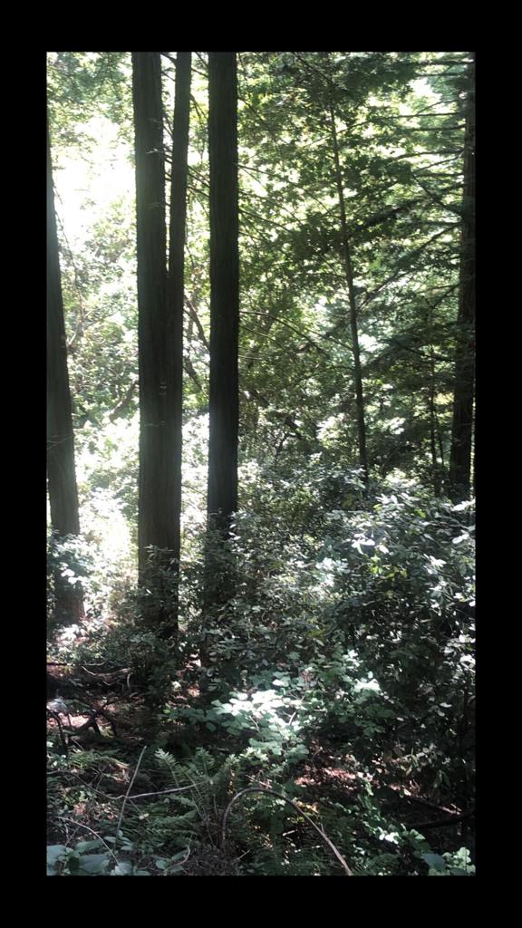0 Visitar Street Scotts Valley, CA 95066 - Photo 5 of 5