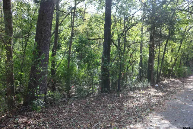 a view of a forest with trees in the background