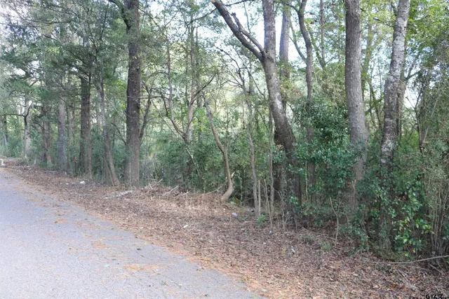 a view of a forest with trees in the background
