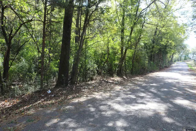 a view of a forest with trees in the background