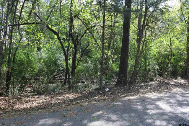 a view of a forest with trees in the background