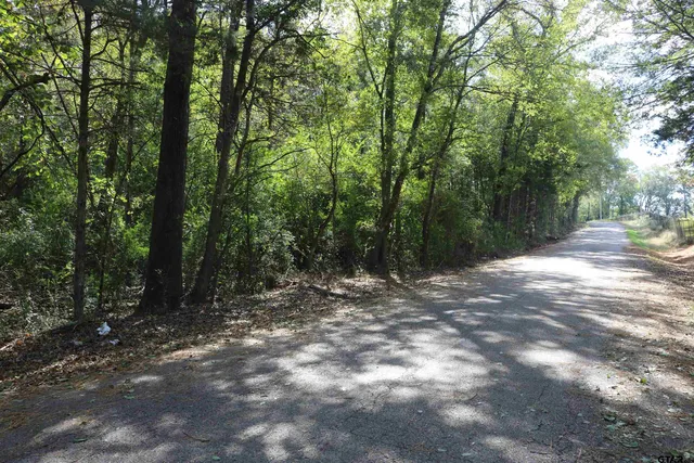 a view of a forest with trees in the background