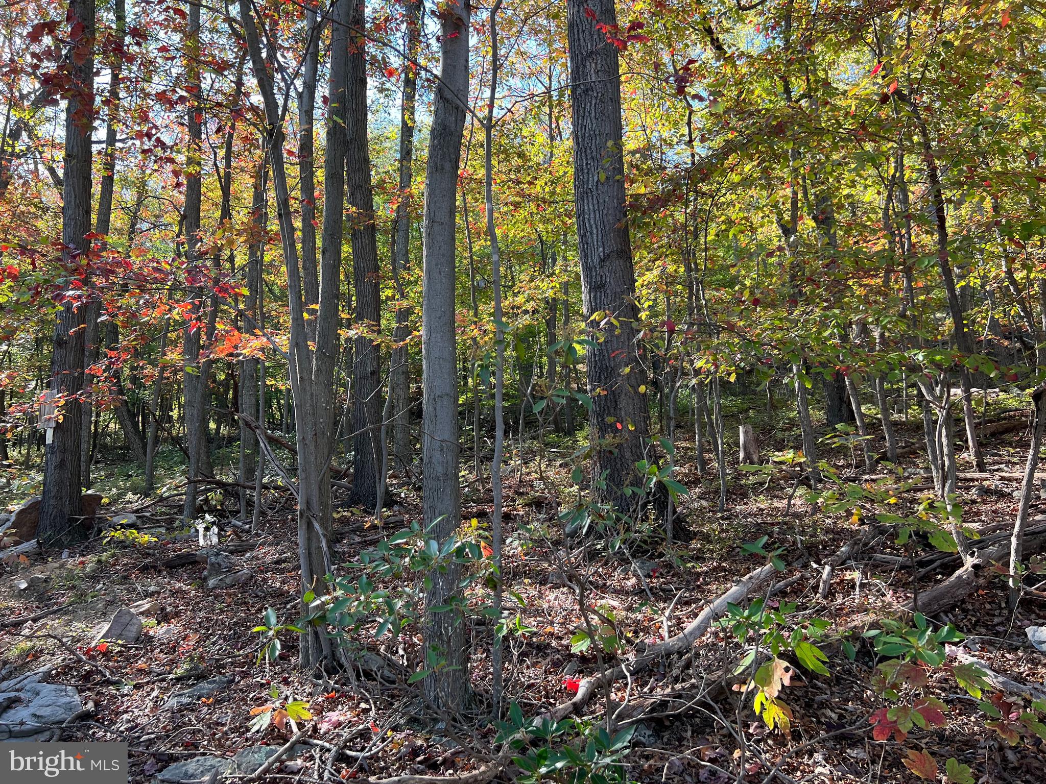 Fox Trail Winchester, VA 22602 - Photo 15 of 21 a view of forest