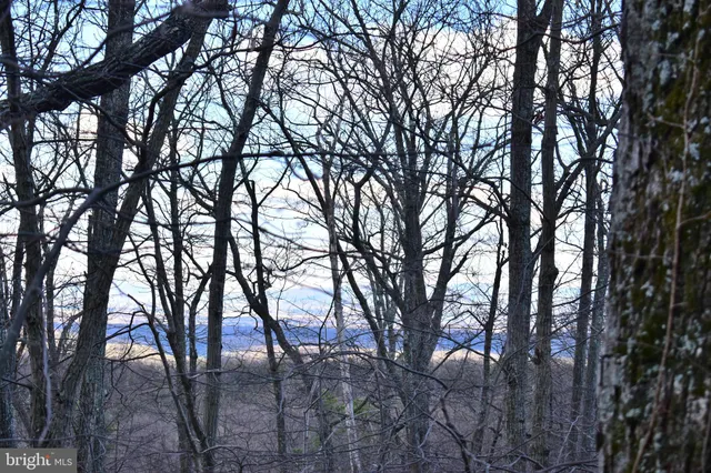 a view of a tree in a yard