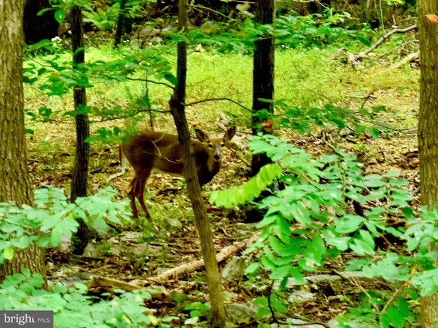 a view of a yard with large trees