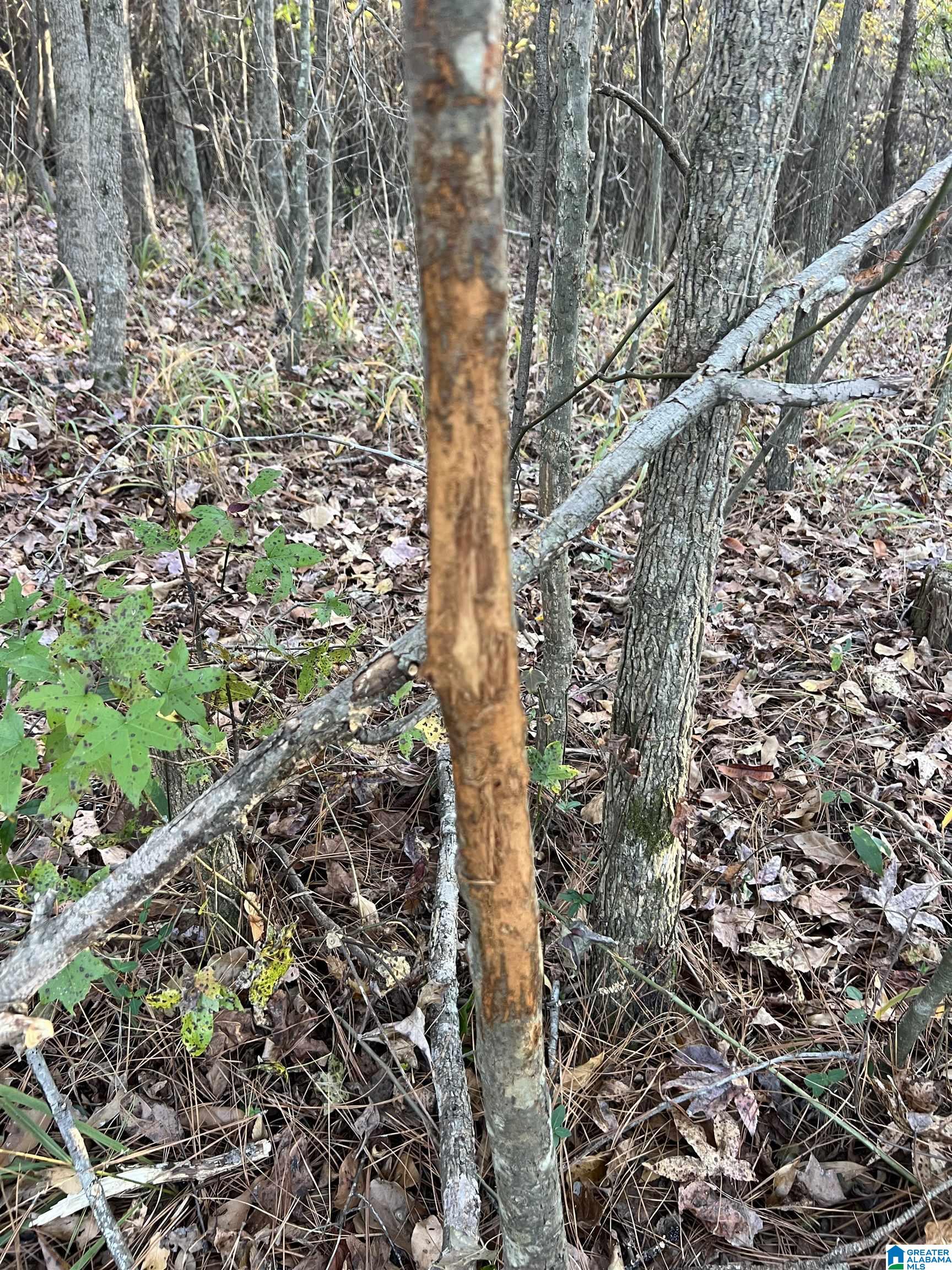 11-acres Risers Mill Road, Unit 11 ACRES Alpine, AL 35014 - Photo 5 of 23