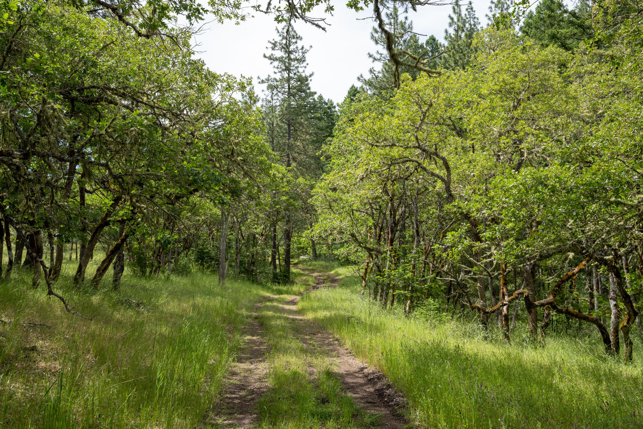 Wren Ridge Drive Eagle Point, OR 97524 - Photo 6 of 8 Pic 6