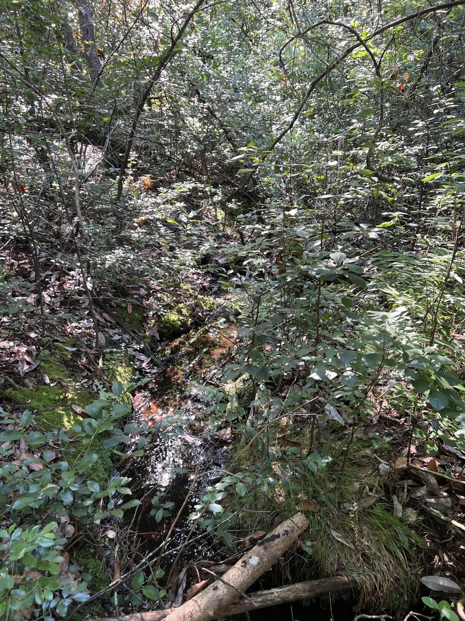 Lot 10 Elmwood Road DeFuniak Springs, FL 32433 - Photo 4 of 12 IMG-1190