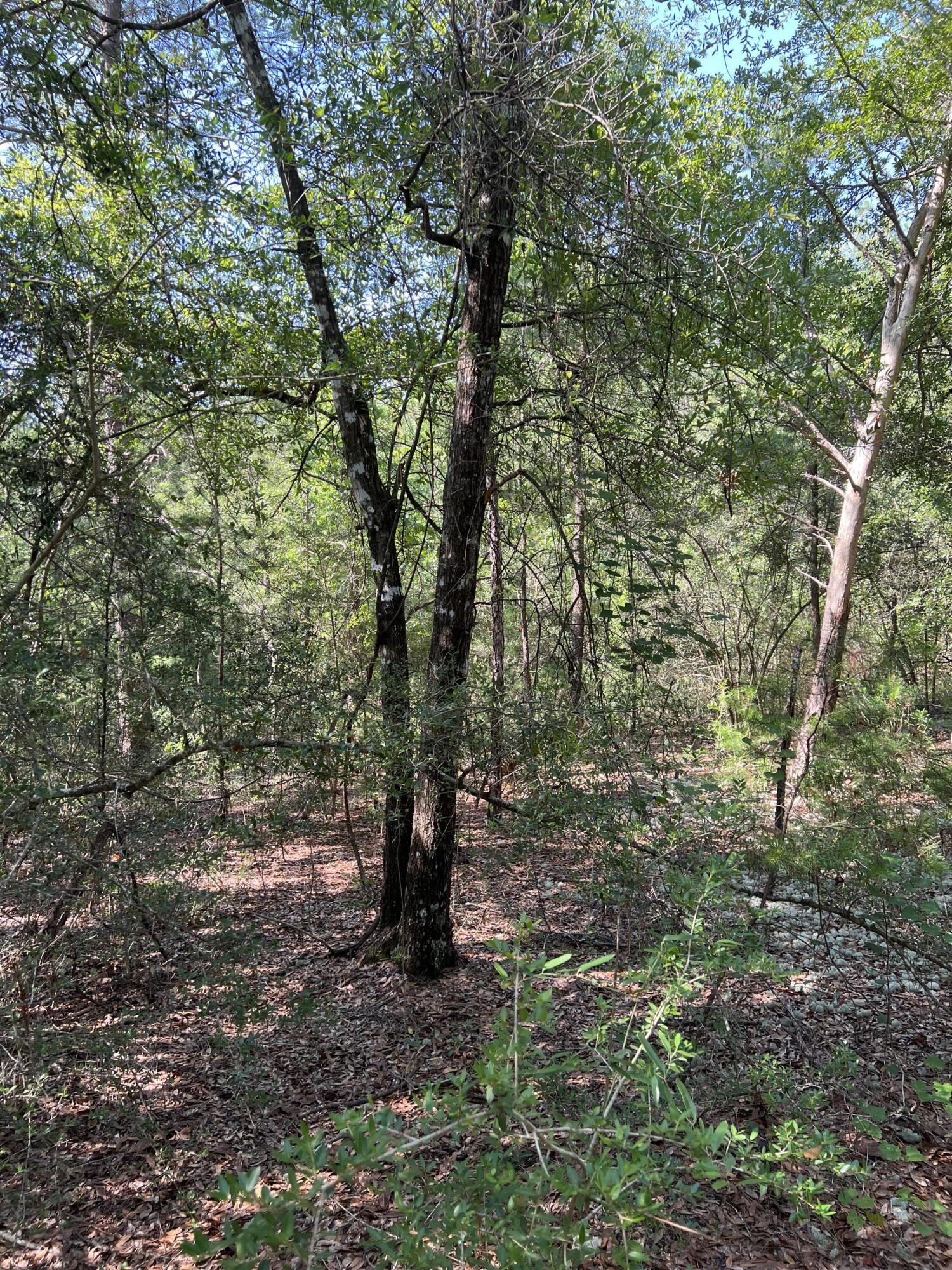 Lot 10 Elmwood Road DeFuniak Springs, FL 32433 - Photo 7 of 12 IMG-1182