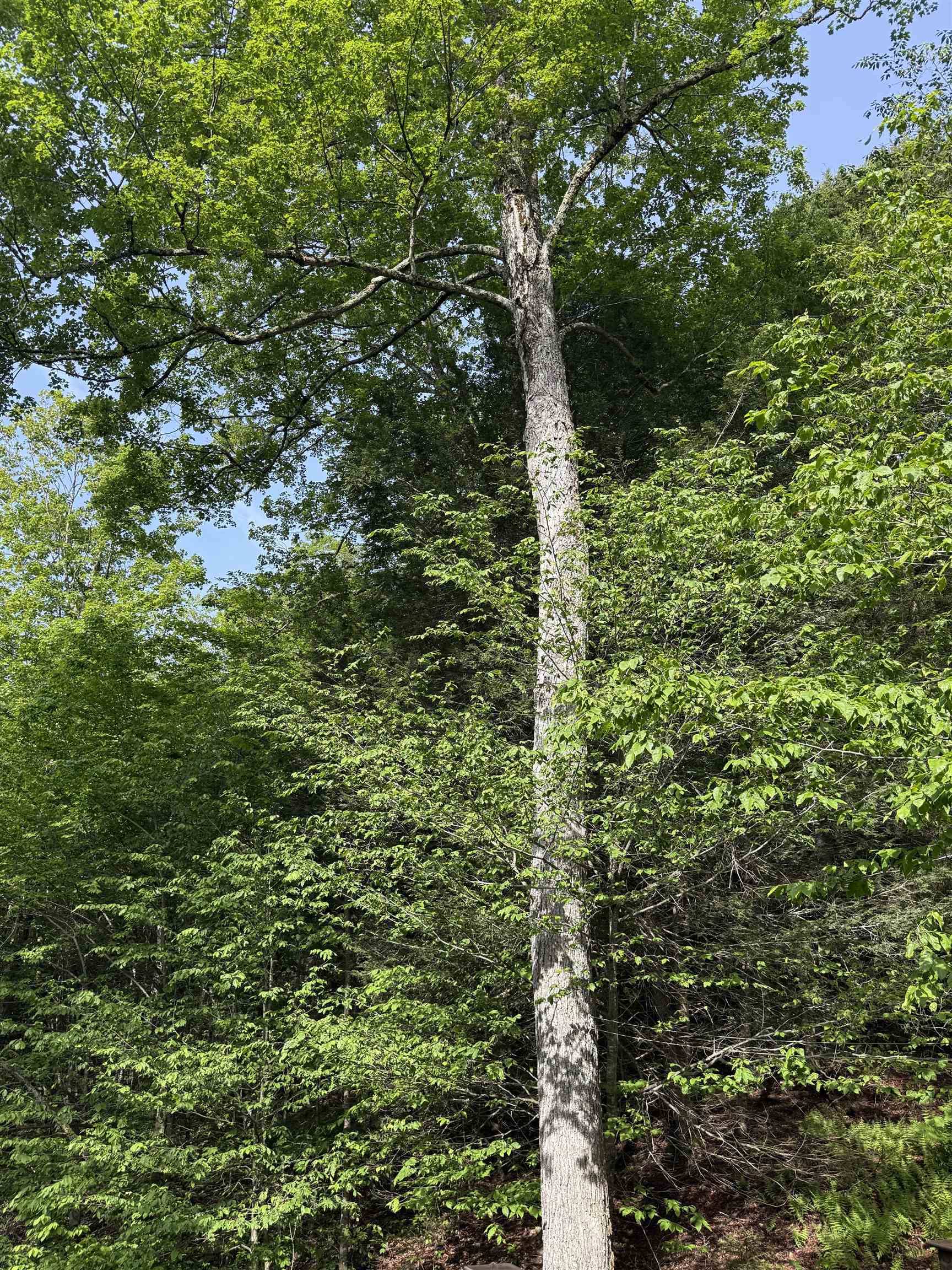 800 Hubbard Hill Road Halifax, VT 05342 - Photo 21 of 55