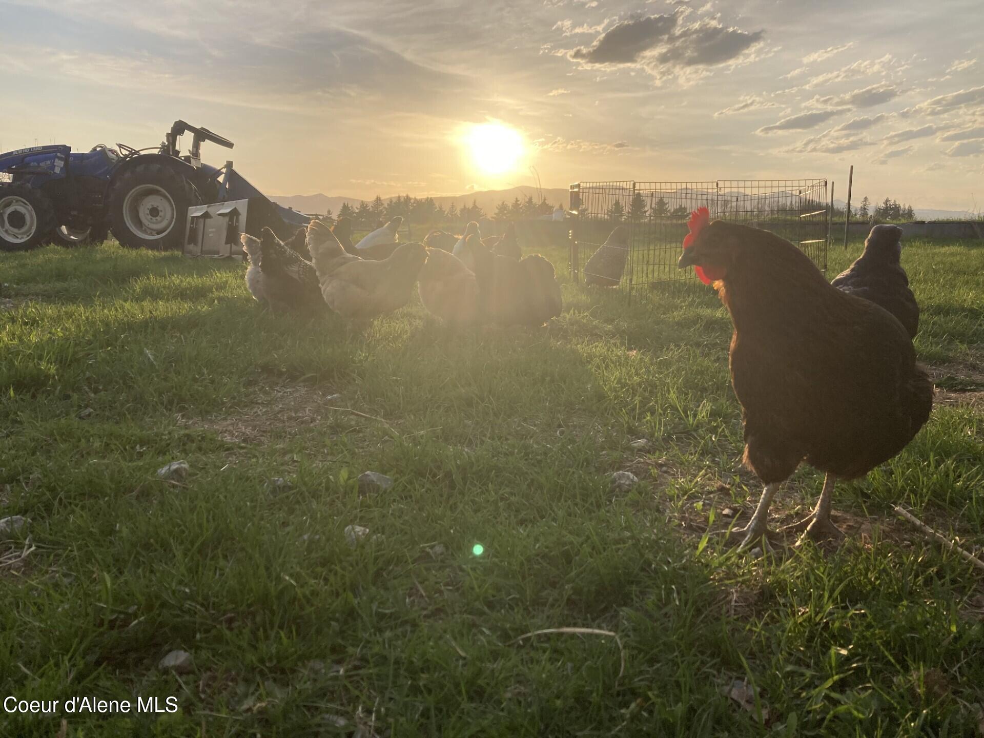 300 Sunny Shadows Lane Sandpoint, ID 83864 - Photo 76 of 84 Animal Set Up