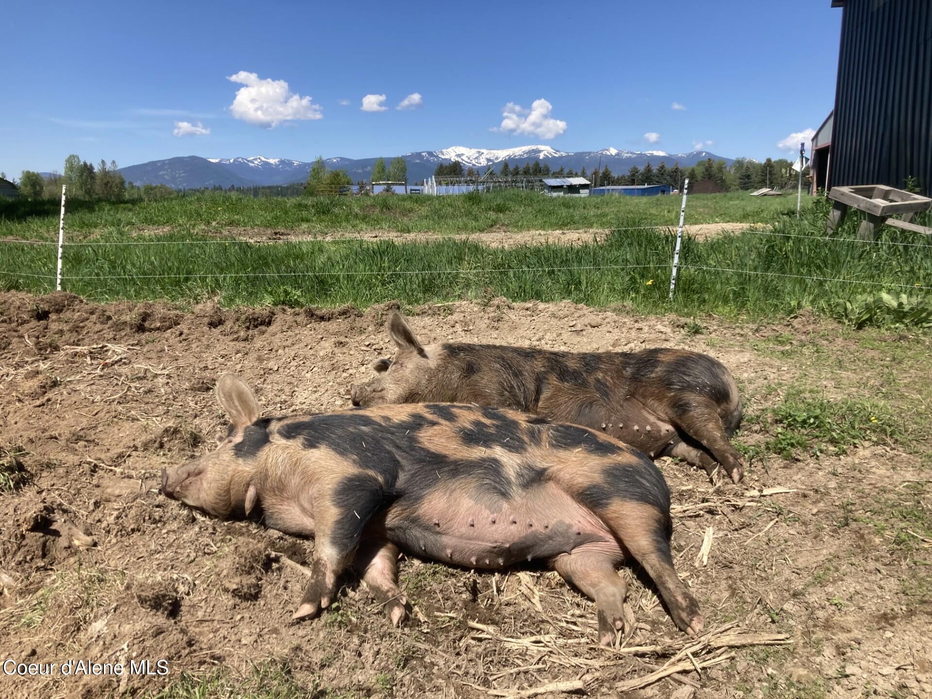 300 Sunny Shadows Lane Sandpoint, ID 83864 - Photo 81 of 84 Animal Set Up