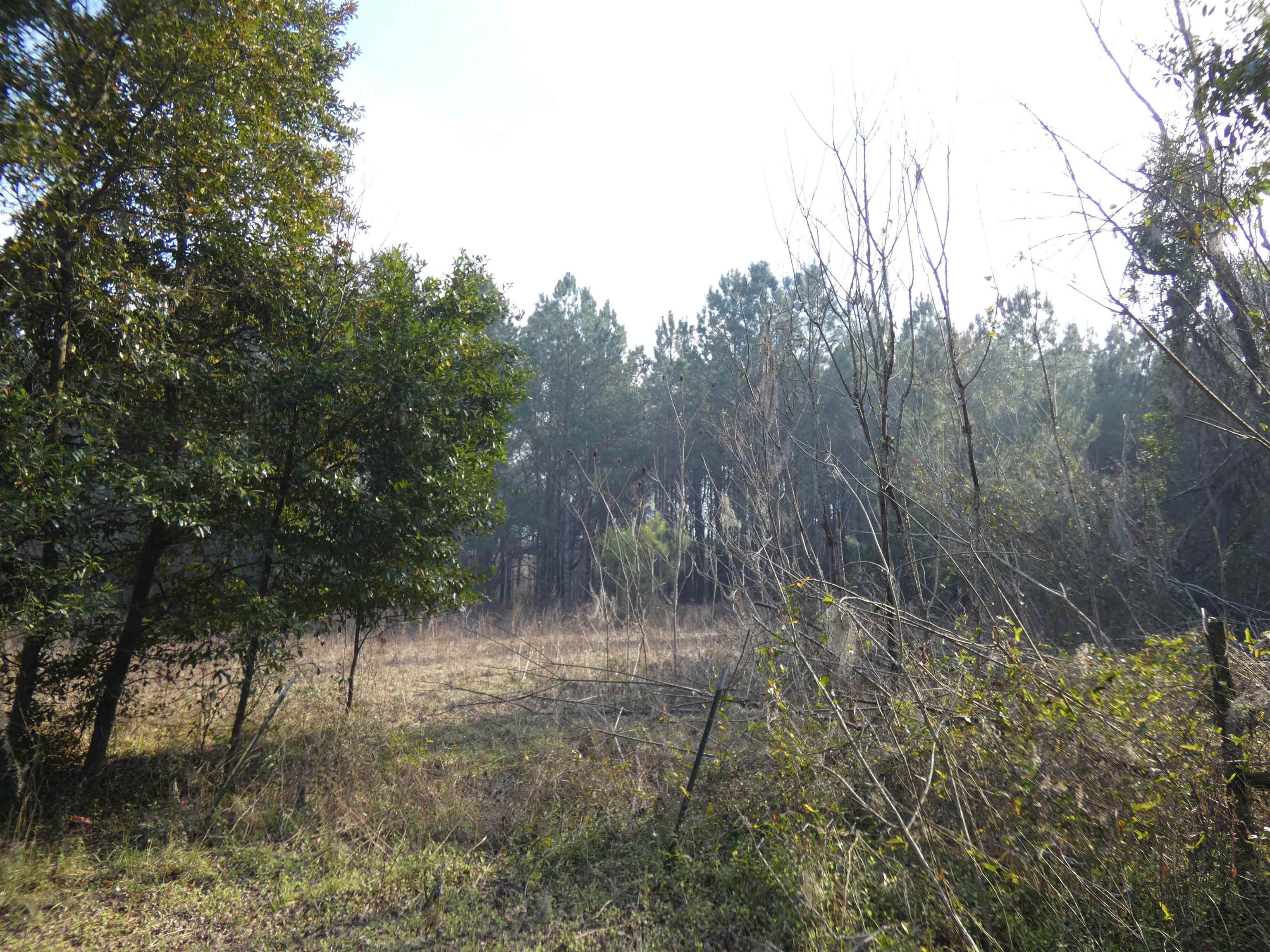 622 Limestone Road Monticello, FL 32344 - Photo 5 of 18 Gallery Image 5