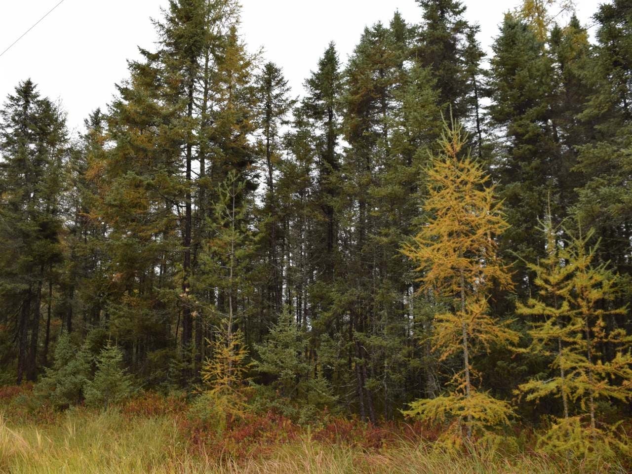 On On Lake Road Tomahawk, WI 54487 - Photo 2 of 23 Gallery Image 2