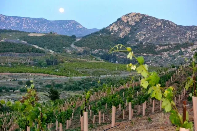 a view of backyard with green space
