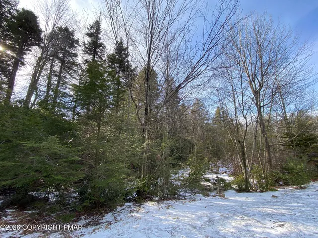 a view of a forest filled with trees