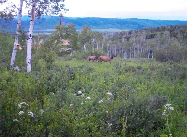 a view of a lush green forest with trees and some houses