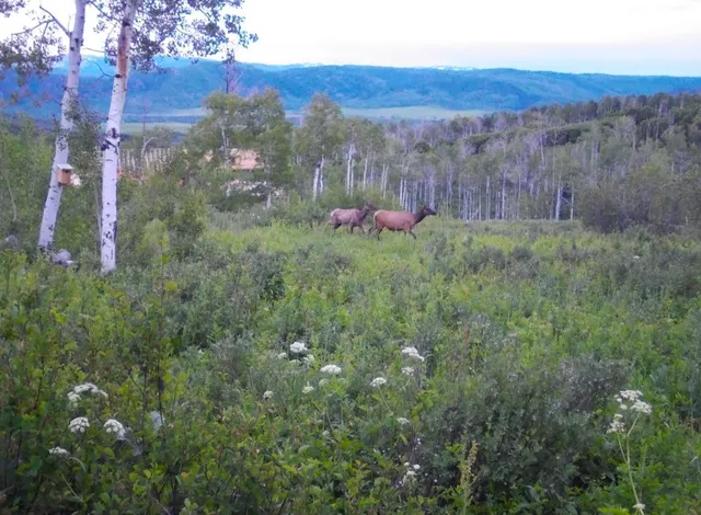 a view of a lush green forest with trees and some houses