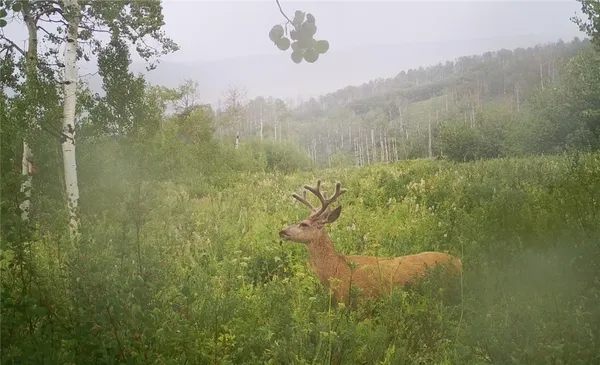 a view of a pathway both side of yard