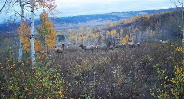 a view of a bunch of trees and bushes