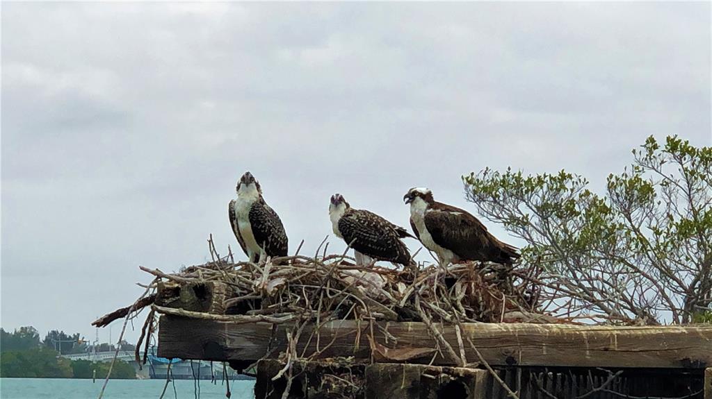 9580 Almirate Court Placida, FL 33946 - Photo 53 of 59 a view of outdoor space