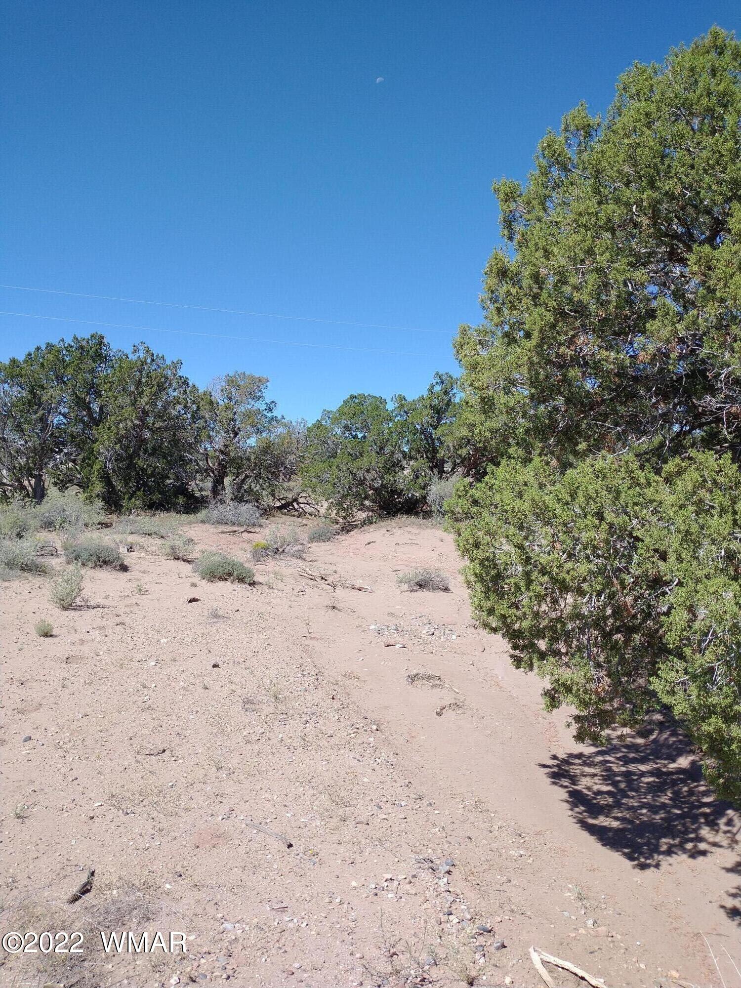 4021 Sorrel Road Snowflake, AZ 85937 - Photo 7 of 15 a view of a dry yard with trees in the background