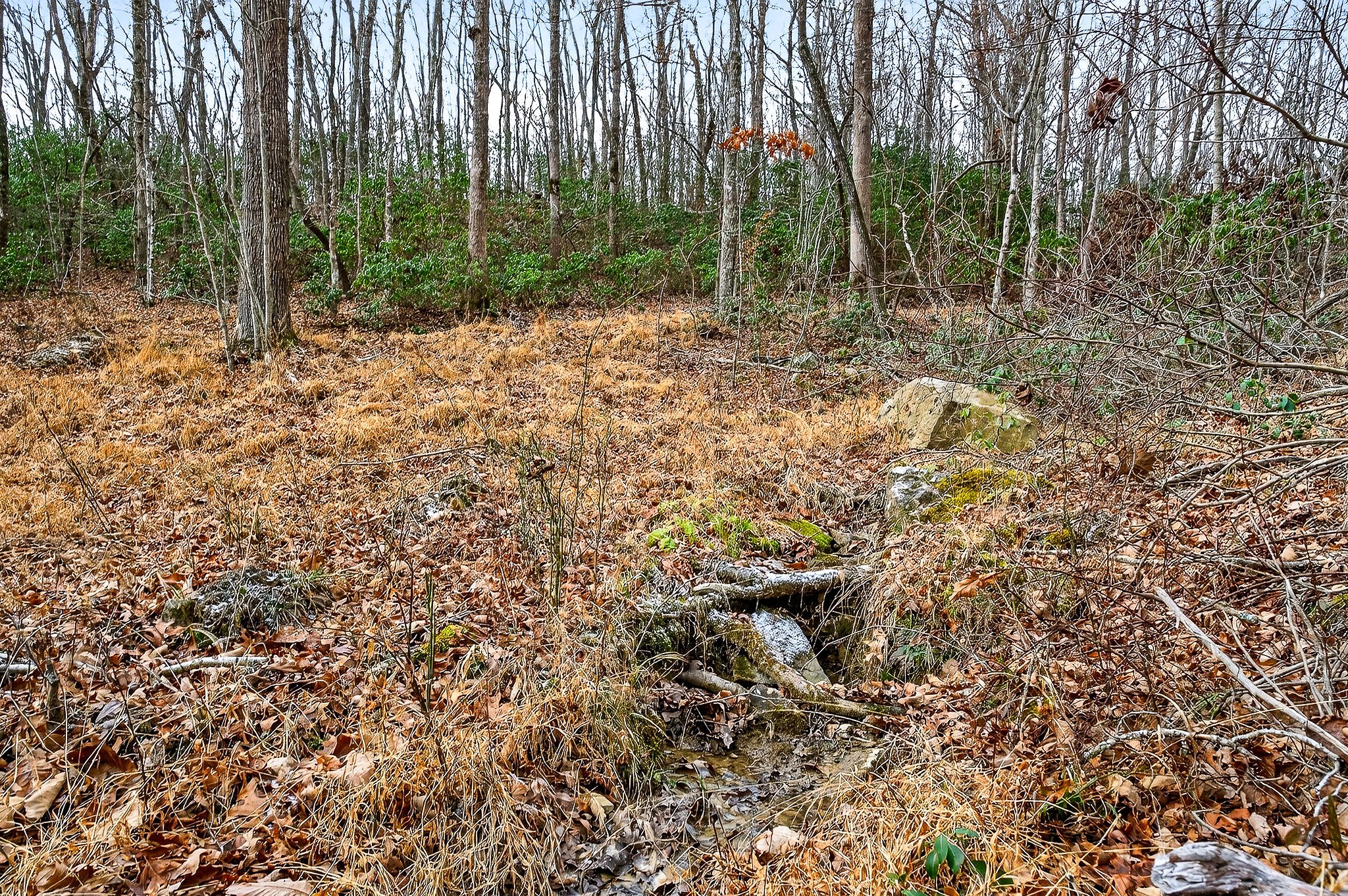 9388 Harrison Ferry Road McMinnville, TN 37110 - Photo 48 of 54 a view of a forest with trees in the background