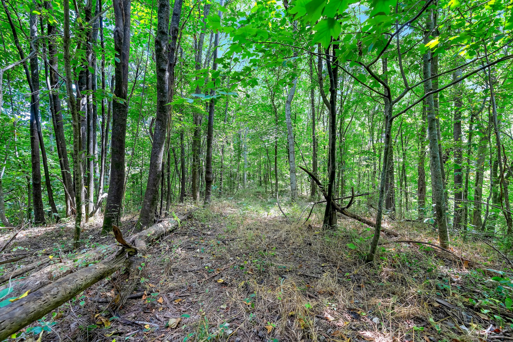 0 Red Hill Road Normandy, TN 37360 - Photo 5 of 12 a view of outdoor space and green space