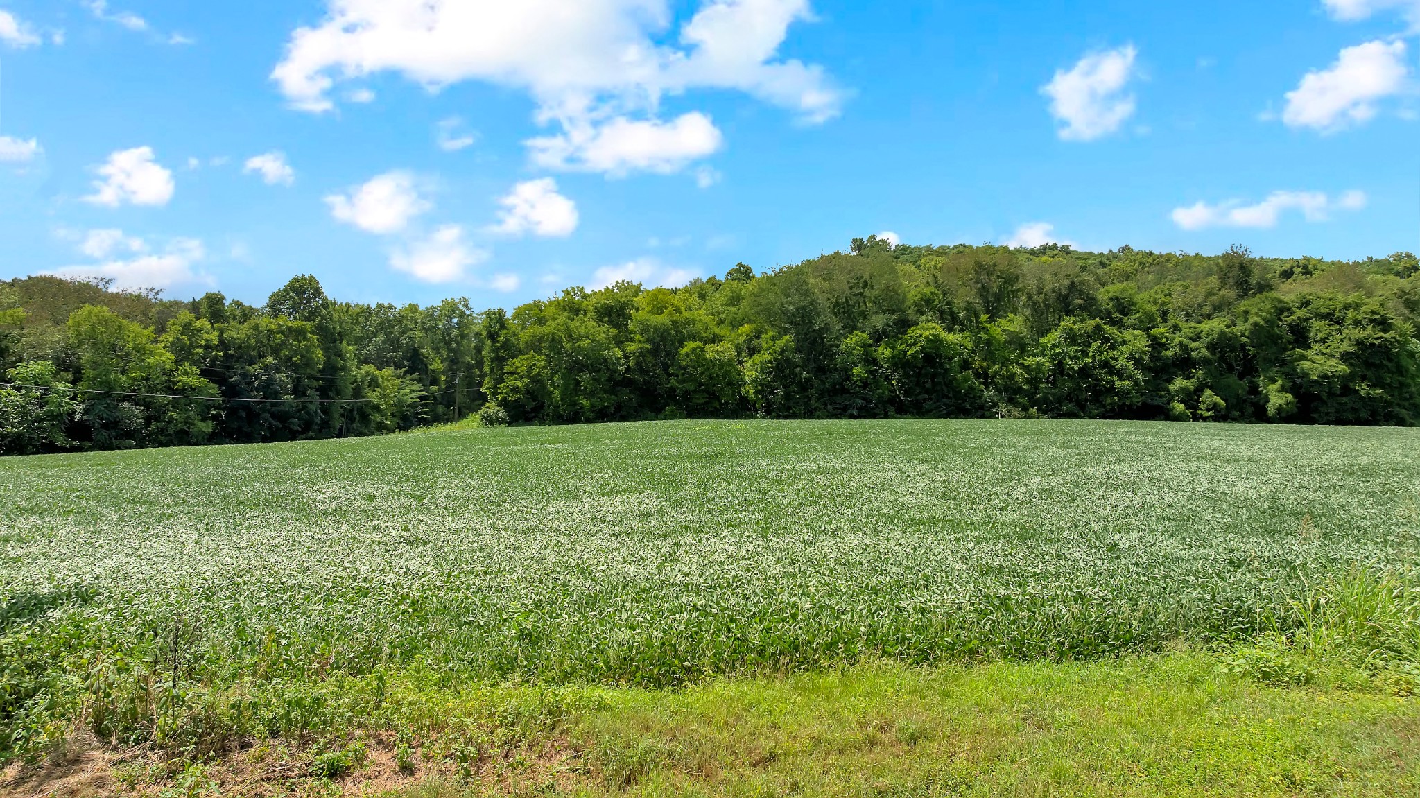 0 Red Hill Road Normandy, TN 37360 - Photo 6 of 12 a view of a grassy field with trees