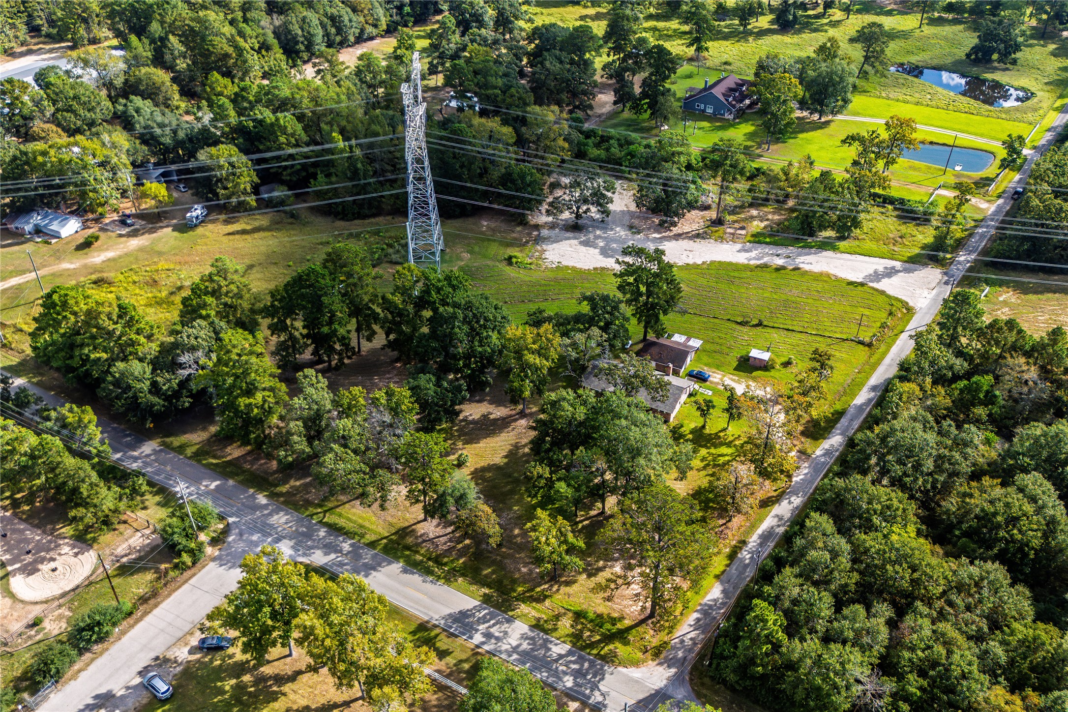 a view of a yard with plants and large trees