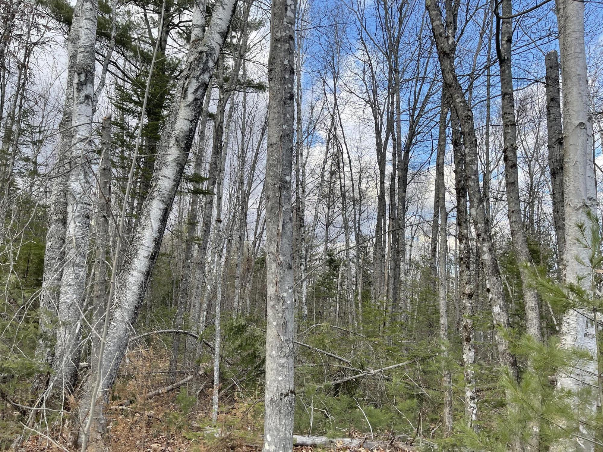 0 Cross Road Wellington, ME 04942 - Photo 8 of 13 IMG_4167
