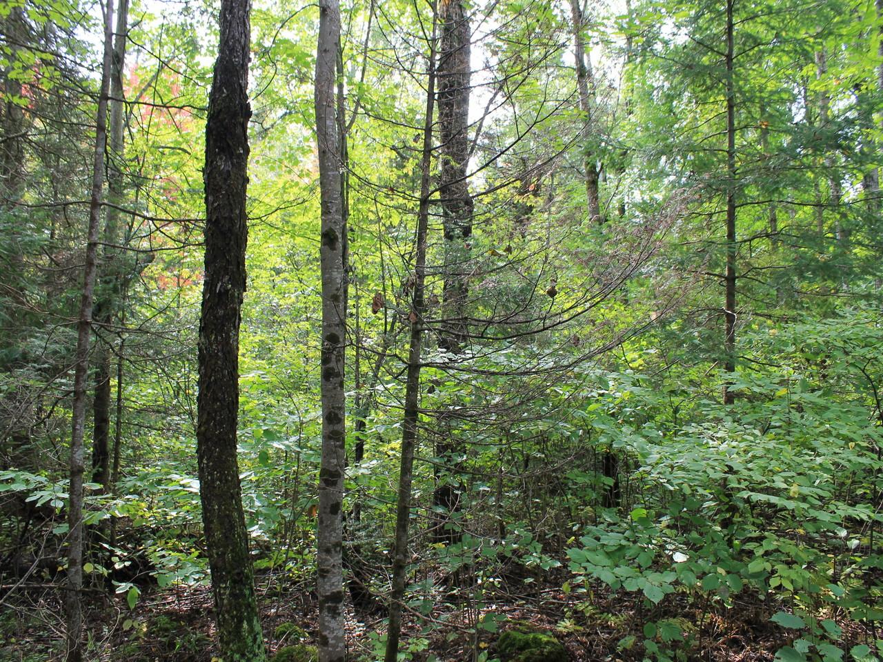 Off Nathan Pass, Unit LOT 29 Mercer, WI 54547 - Photo 15 of 15 Gallery Image 15