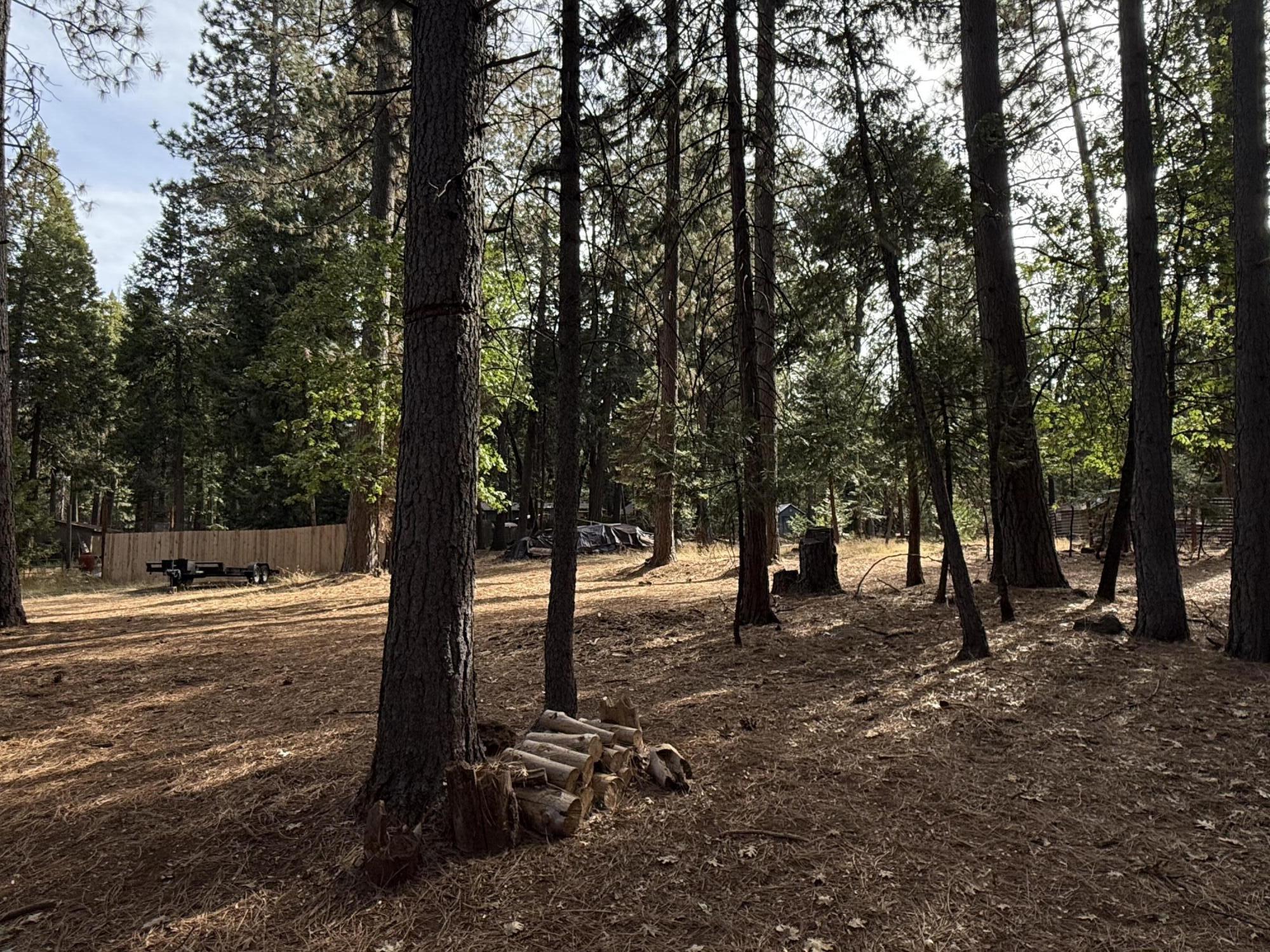 7097 Shasta Forest Drive Shingletown, CA 96088 - Photo 38 of 44 a view of a forest with trees in the background