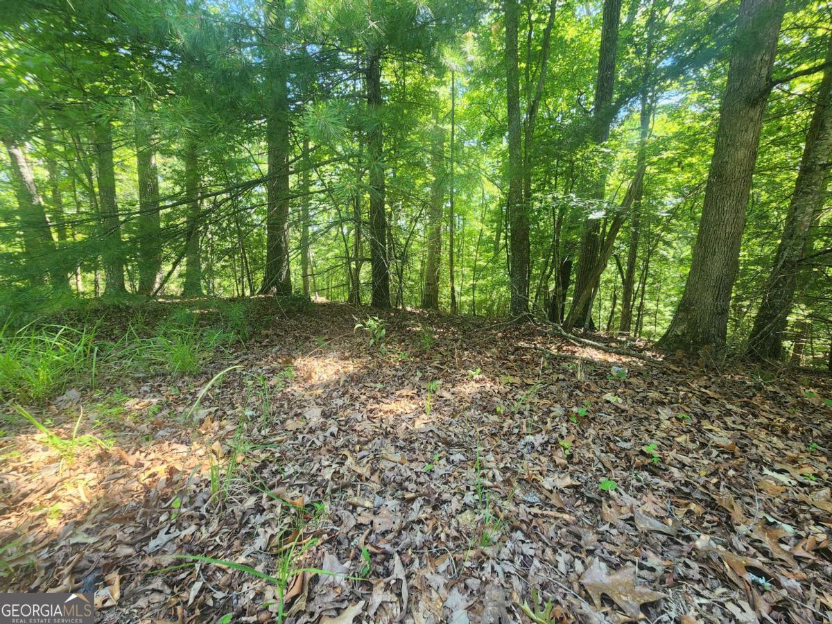 Lot 3 Meadow View Drive, Unit 3 Morganton, GA 30560 - Photo 4 of 6 a view of a forest with trees in the background