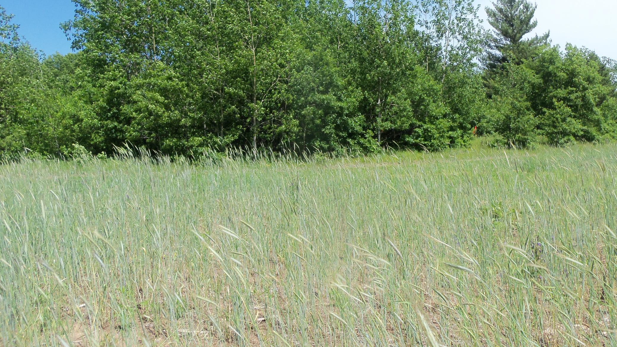 Lot 11 Red Maple Lane Siren, WI 54872 - Photo 3 of 6