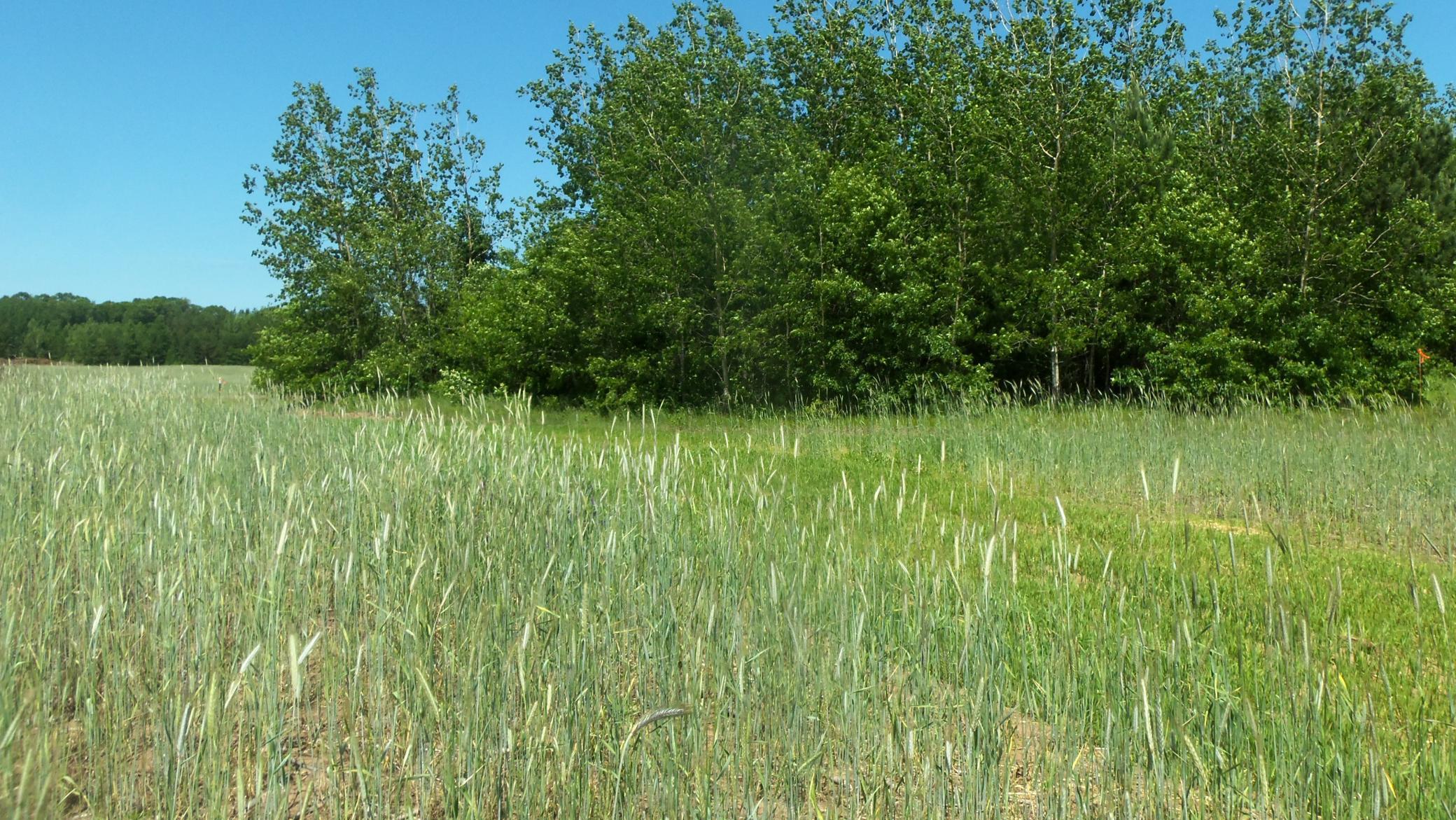 Lot 11 Red Maple Lane Siren, WI 54872 - Photo 4 of 6