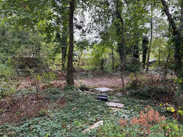 a view of a forest with trees