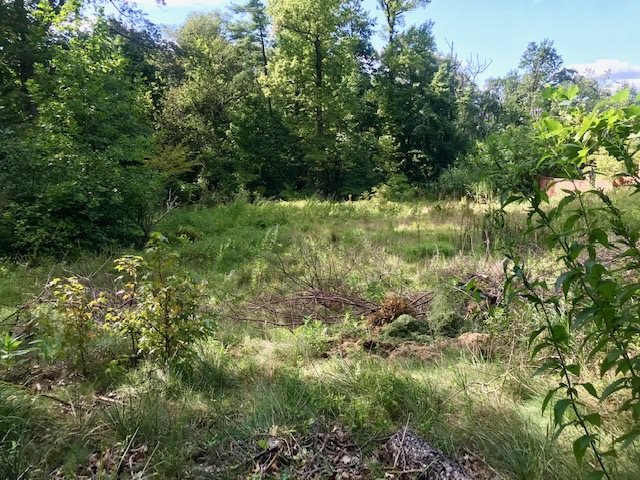 490 Highview Road Englewood, NJ 07631 - Photo 6 of 15 a view of a lush green forest