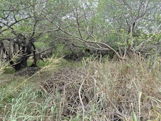 12 Mark Twain Street Naalehu, HI 96772 - Photo 3 of 7 a view of a yard with a tree