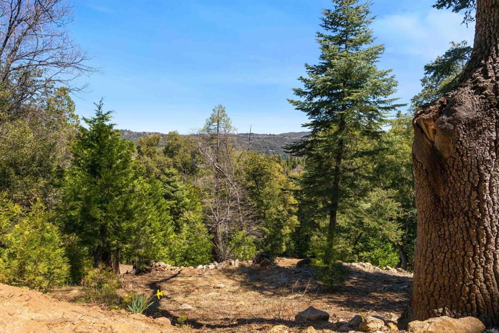 33480 Bailey Meadow Road Palomar Mountain, CA 92060 - Photo 38 of 51 a view of a forest that has a tree