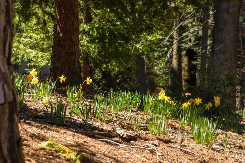 33480 Bailey Meadow Road Palomar Mountain, CA 92060 - Photo 41 of 51 a backyard of a house with lots of green space