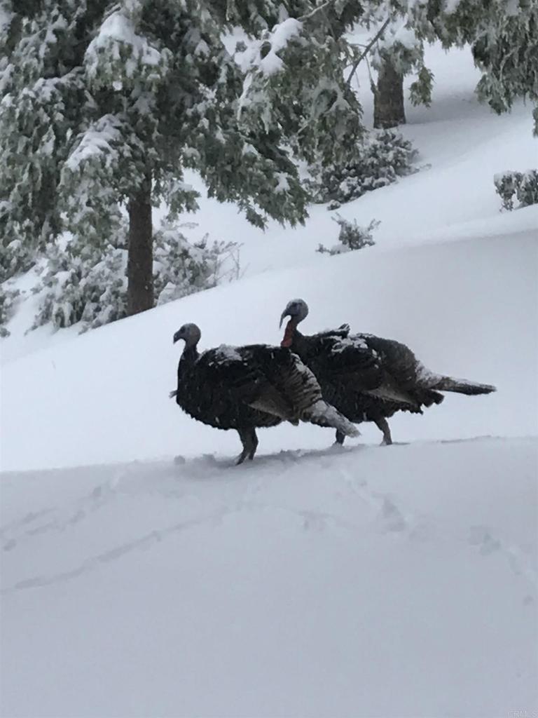 33480 Bailey Meadow Road Palomar Mountain, CA 92060 - Photo 48 of 51 a black and white photo of a garden