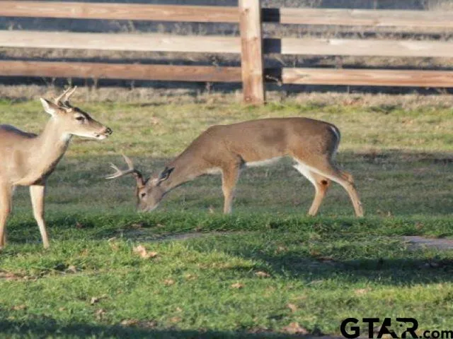 $154,000 | Lot 33 Acr 453, Montalba, TX 75853