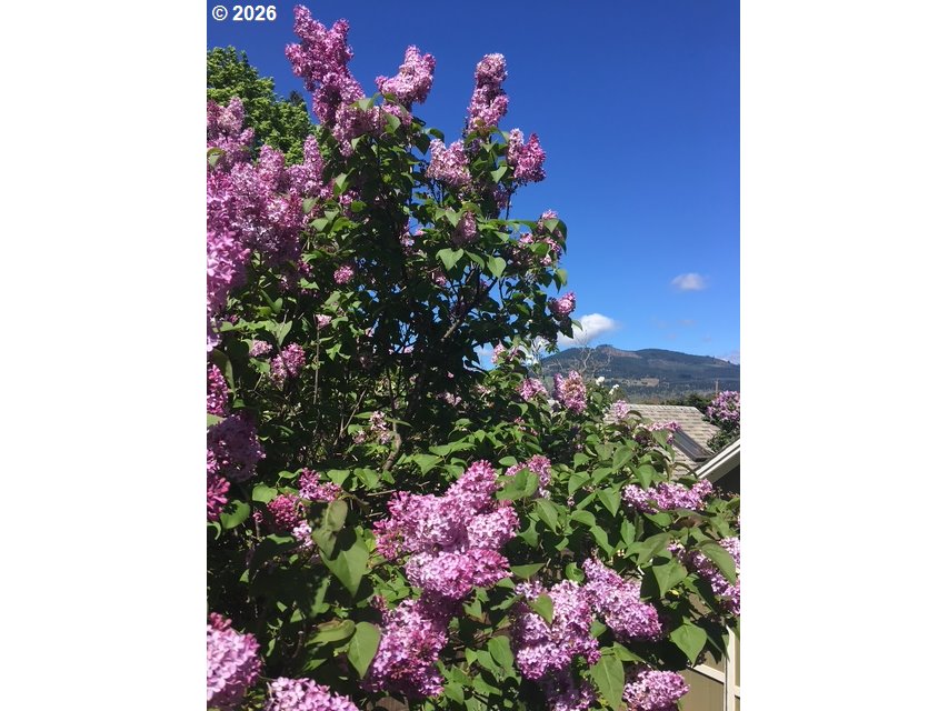 1028 Cascade Avenue Hood River, OR 97031 - Photo 33 of 33 a view of a flower in a garden