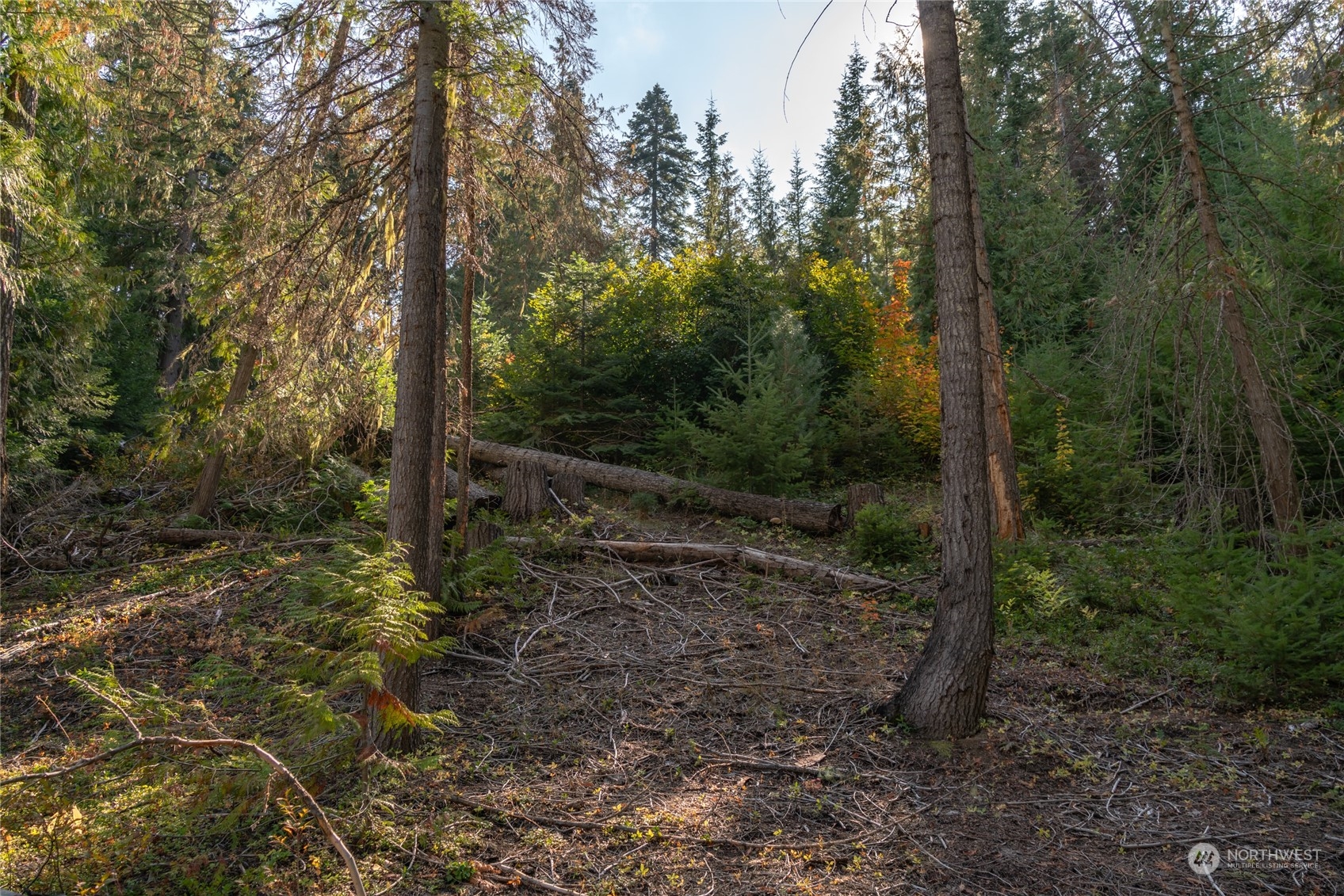 15231 Cedar Brae Road Leavenworth, WA 98826 - Photo 23 of 24 a view of a forest