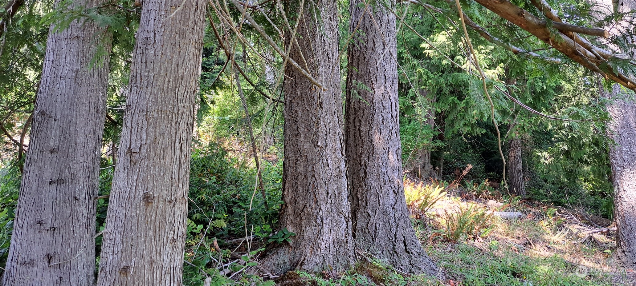 0 Loop Road Centralia, WA 98531 - Photo 11 of 12