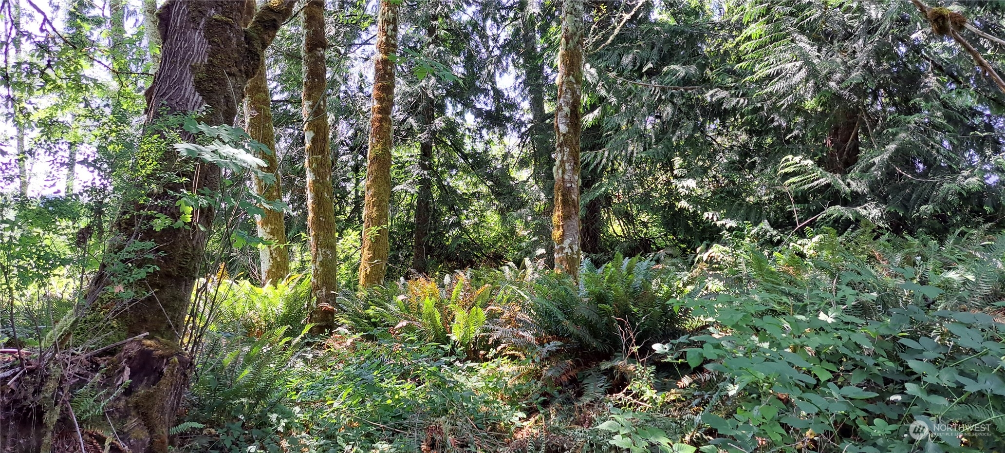 0 Loop Road Centralia, WA 98531 - Photo 2 of 12